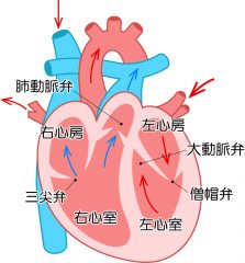 心臓の弁